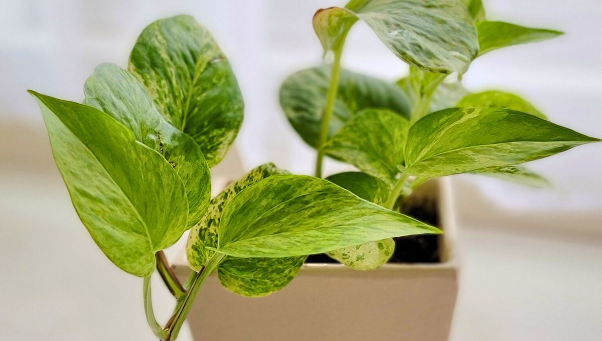 La planta de potus es ideal para decorar los rincones de la casa m&aacute;s h&uacute;medos, como la cocina o el ba&ntilde;o.&nbsp;