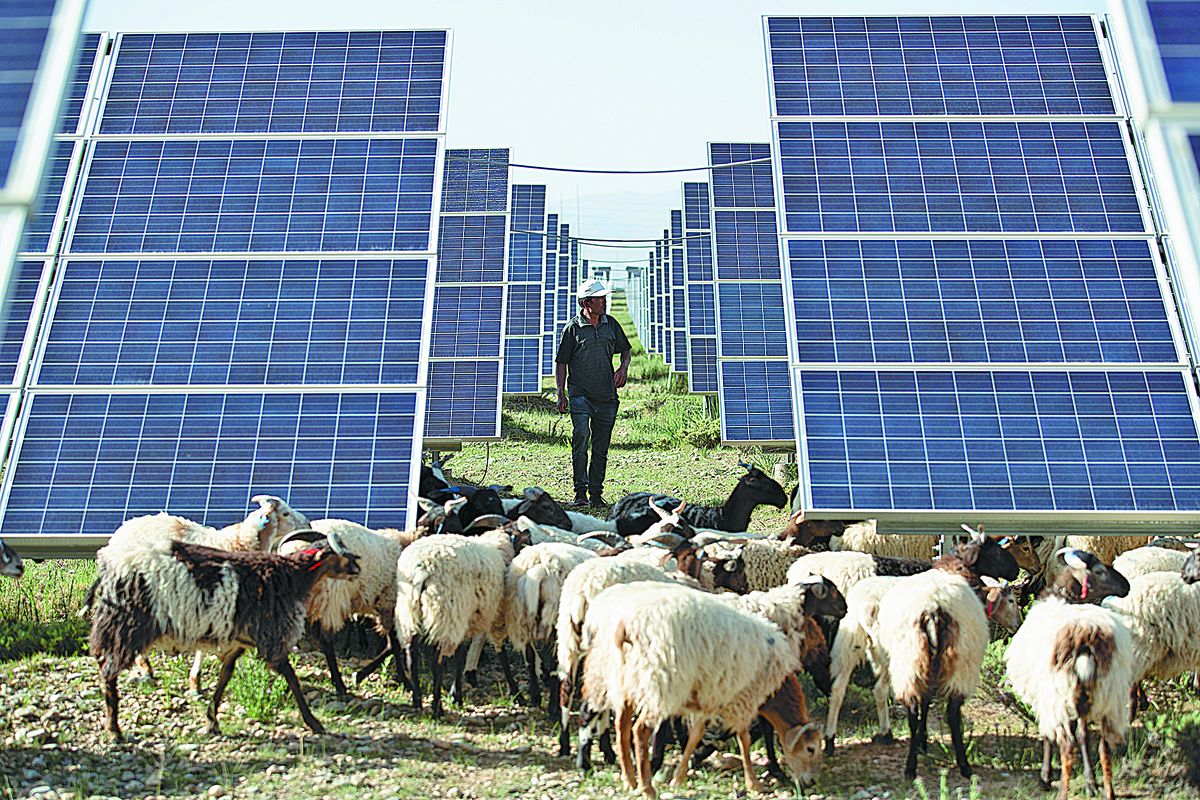 Un hombre pastorea ovejas en una planta eléctrica fotovoltaica en el condado de Gonghe