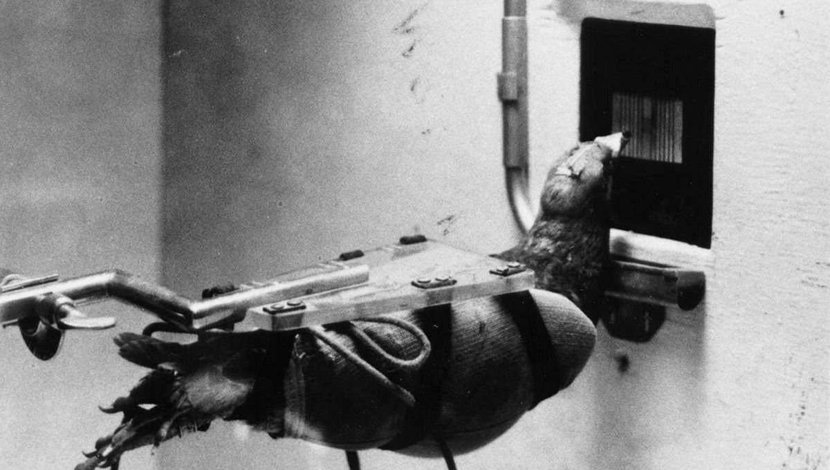 Varios pilotos de palomas no lograron persuadir a los oficiales militares, y el proyecto quedó cancelado. Varios pilotos de palomas no lograron persuadir a los oficiales militares, y el proyecto quedó cancelado. 