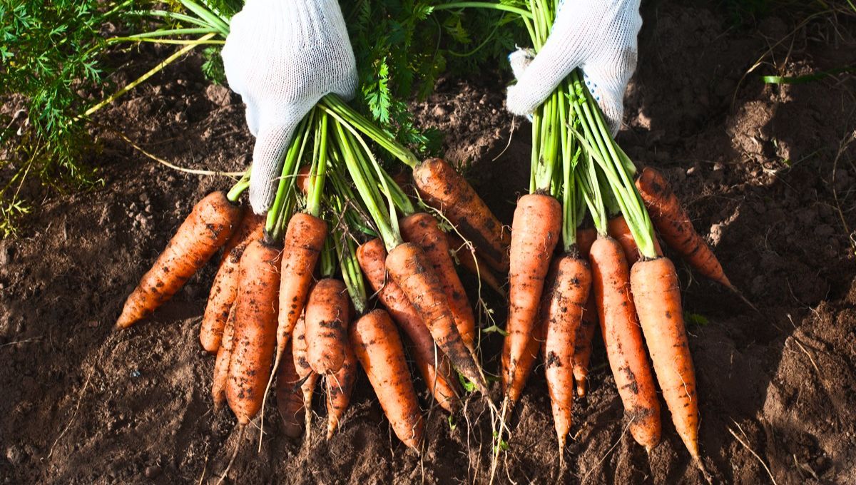 Las cáscaras de zanahoria pueden ser un elemento clave dentro del mundo de la jardinería