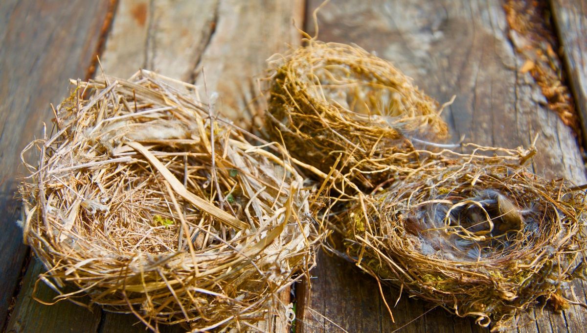 Las aves usan colillas de cigarrillos en sus nidos para repeler insectos y plagas en general. Las aves usan colillas de cigarrillos en sus nidos para repeler insectos y plagas en general.