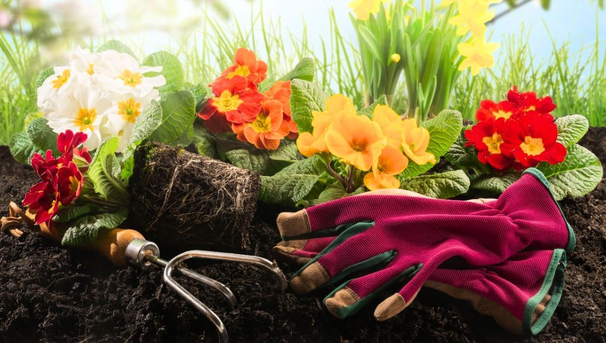 Siembra en este período para obtener flores en primavera