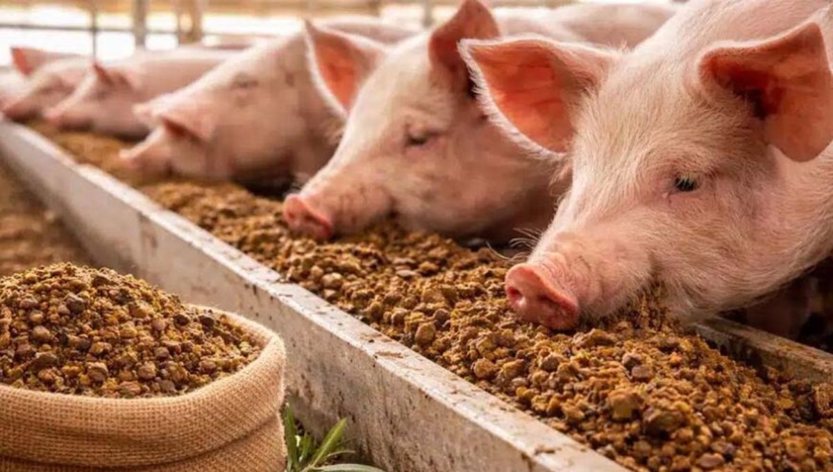 Cómo China busca reducir la dependencia de Estados Unidos con una nueva dieta para sus cerdos