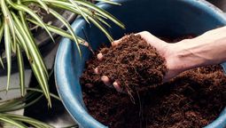 Plantas contentas y sanas en otoño