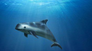 Drones para proteger a la vaquita marina