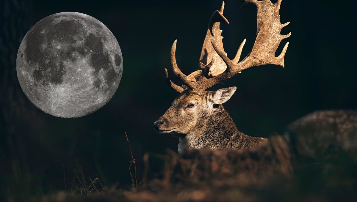 Luna de ciervo: cuándo se podrá ver y qué significa