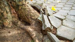 Estos árboles frutales romperán el piso. Estos árboles frutales romperán el piso.