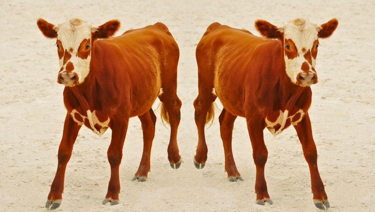 Es por eso que ahora se puede clonar mascotas, ofreciendo una solución para prolongar la relación especial que tienes con tu compañero/a. Sin embargo, es poco probable que la mascota clonada tenga la misma personalidad. Foto Canva Es por eso que ahora se puede clonar mascotas, ofreciendo una solución para prolongar la relación especial que tienes con tu compañero/a. Sin embargo, es poco probable que la mascota clonada tenga la misma personalidad. Foto Canva