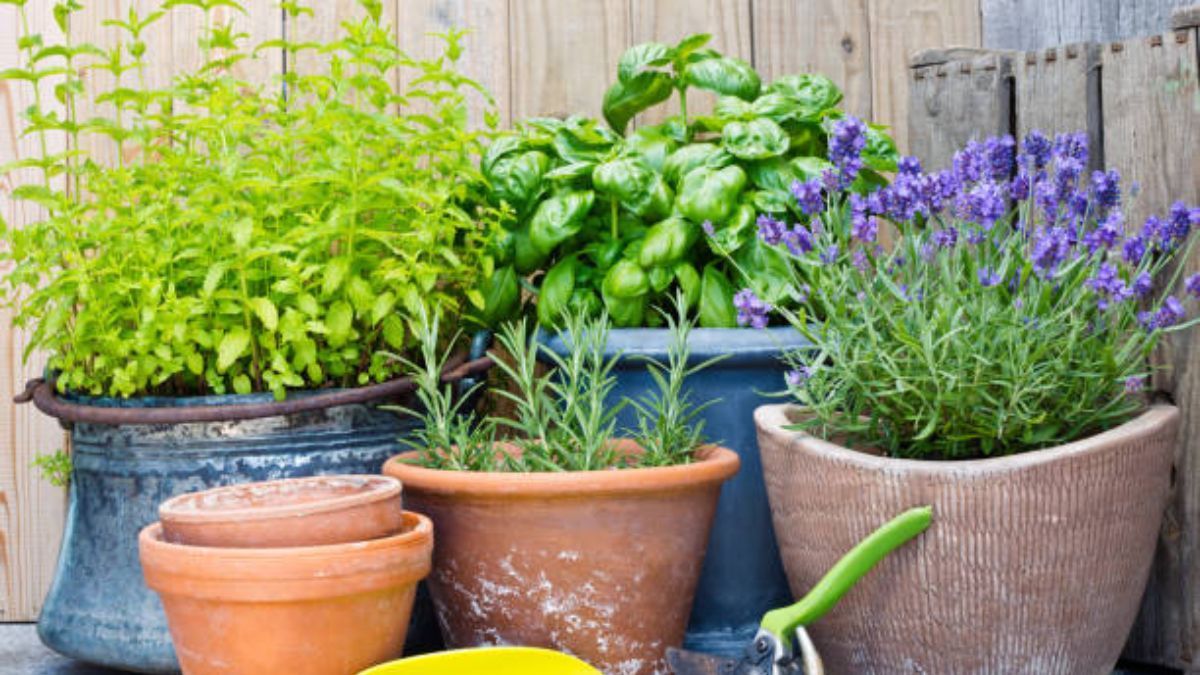 Con este truco de jardinería, tus plantas crecerán rápidamente.