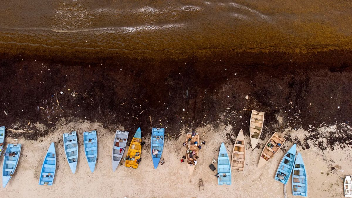 Una playa cubierta de sargazo, una macroalga flotante que forma colonias que llegan a cubrir grandes extensiones y se mueven de acuerdo con las corrientes oceánicas, en Guayacanes en República Dominicana, Caribe. Crédito: EFE/Orlando Barría. Una playa cubierta de sargazo, una macroalga flotante que forma colonias que llegan a cubrir grandes extensiones y se mueven de acuerdo con las corrientes oceánicas, en Guayacanes en República Dominicana, Caribe. Crédito: EFE/Orlando Barría.