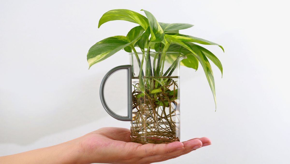 Cómo cuidar y mantener tus plantas en el hogar