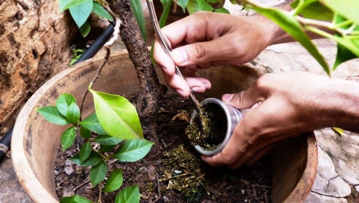 Tirar yerba mate en las plantas puede ser un acto altamente perjudicial