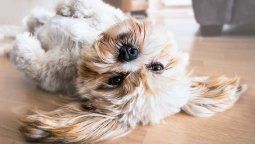 Este perrito Mickey Mouse no para de conquistar corazones
