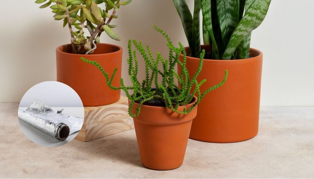 Por qué deberías poner papel aluminio en la tierra de tus plantas