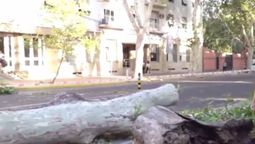 La tormenta derribó un árbol de grandes dimensiones en Avenida San Martín y Rondeau.