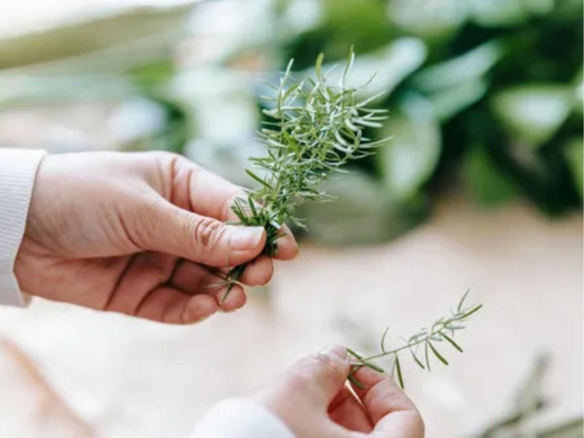 Feng Shui: esto significa tener romero en casa