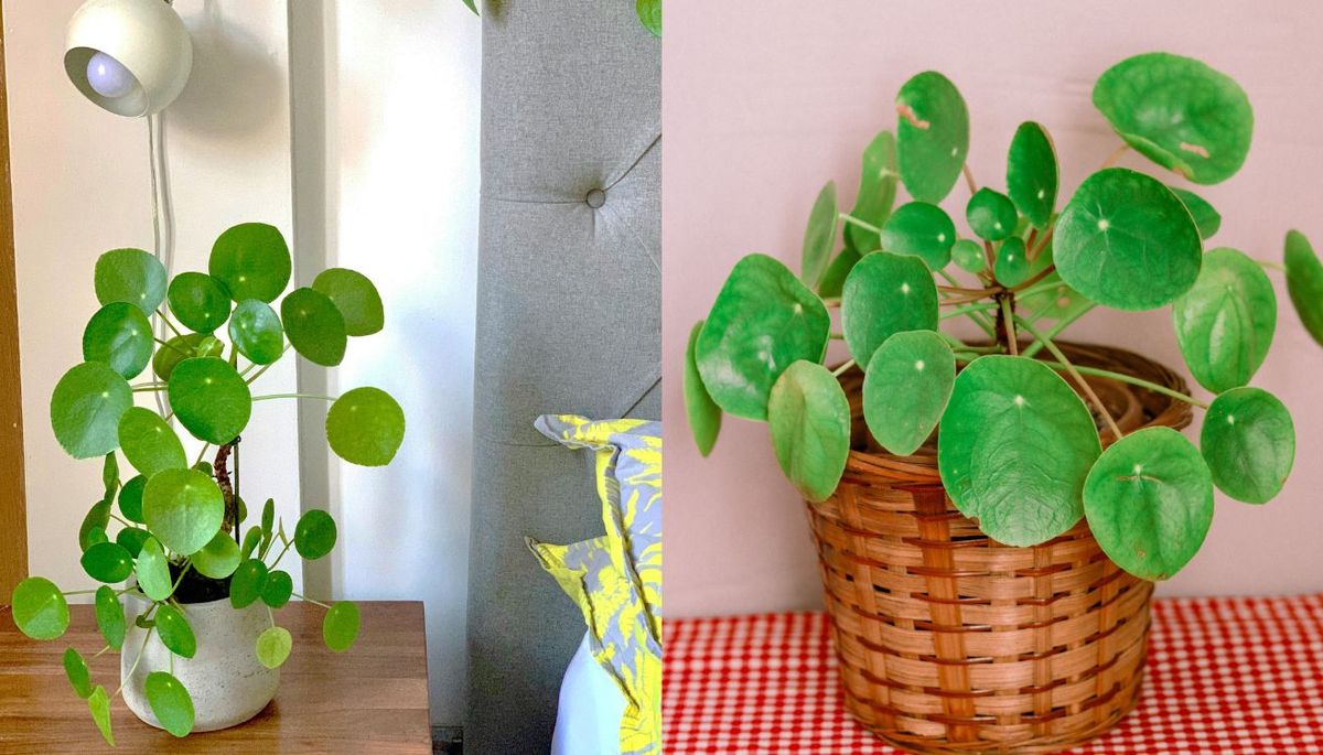 Esta planta es pet friendly, por lo que no pondrá en peligro a ninguna mascota. Imagen: Pexels.