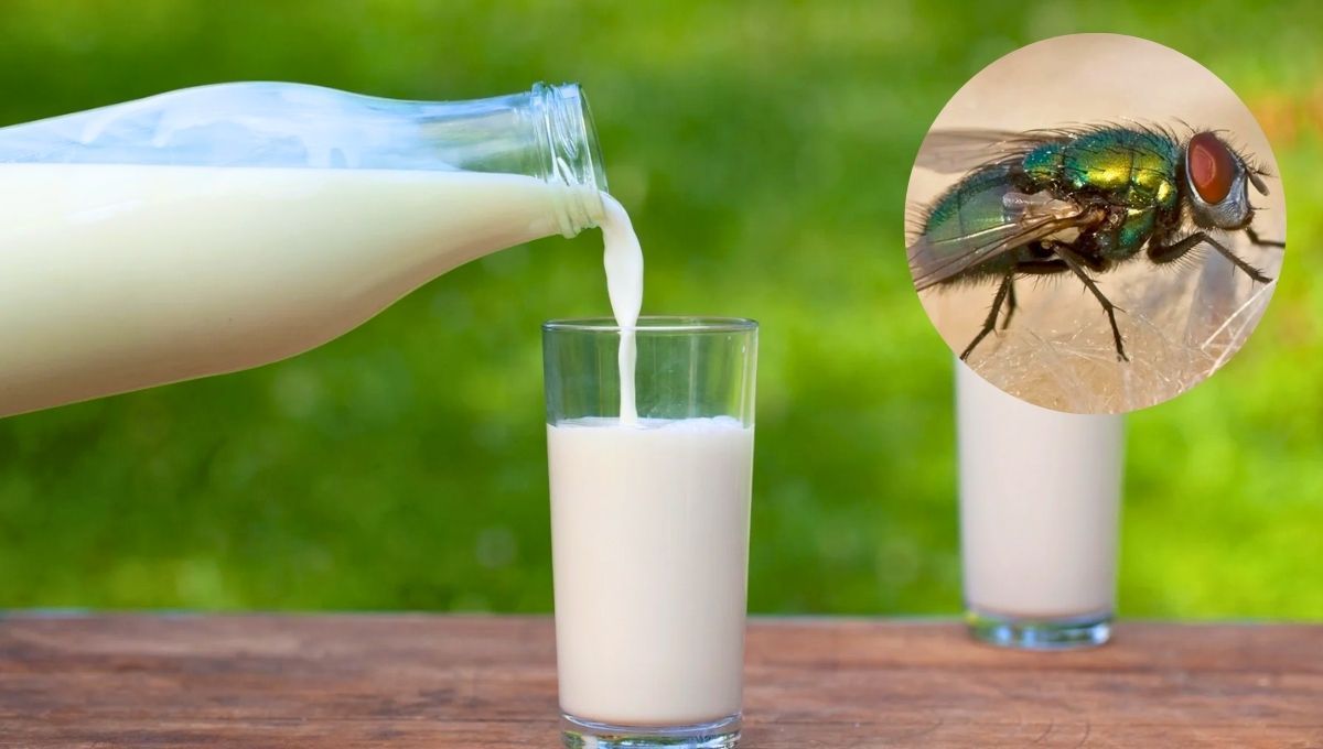 Cómo eliminar a las moscas de casa usando un poco de leche: trampa casera efectiva