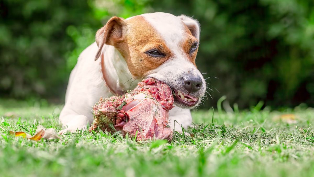 Qué comidas de humanos no puede comer mi perro Qué comidas de humanos no puede comer mi perro