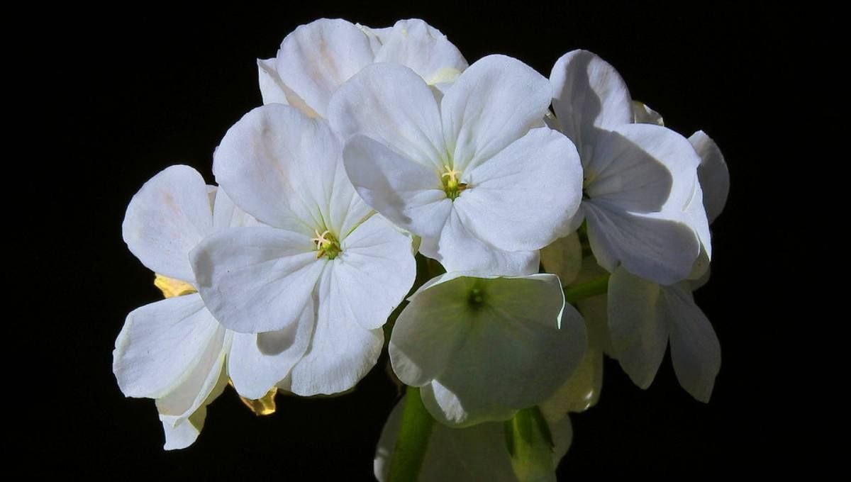 Qué significa tener un malvón blanco y dónde se lo debe ubicar