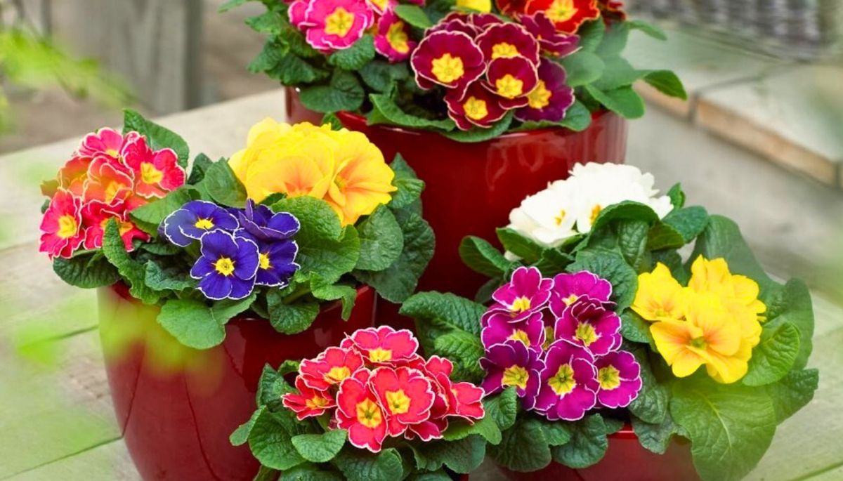 Se puede cultivar como planta de interior o exterior. Imagen: Pexels. Se puede cultivar como planta de interior o exterior. Imagen: Pexels.