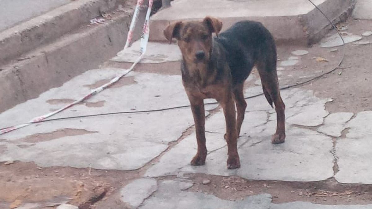 Solo queda una perra en la casa de la presunta descuartizadora de Guaymallén, en calle Adolfo Calle 1978. Solo queda una perra en la casa de la presunta descuartizadora de Guaymallén, en calle Adolfo Calle 1978.