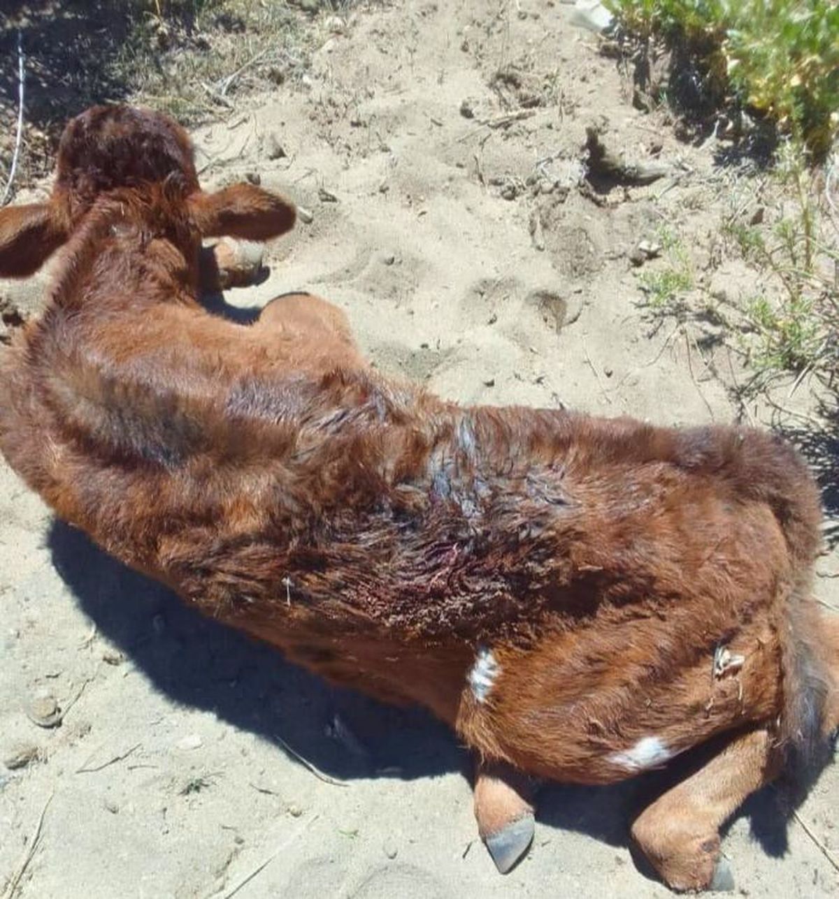 Una cabra nacida justo este domingo. Muchos puesteros están en pleno trabajo y por eso no fueron a votar. Una cabra nacida justo este domingo. Muchos puesteros están en pleno trabajo y por eso no fueron a votar.