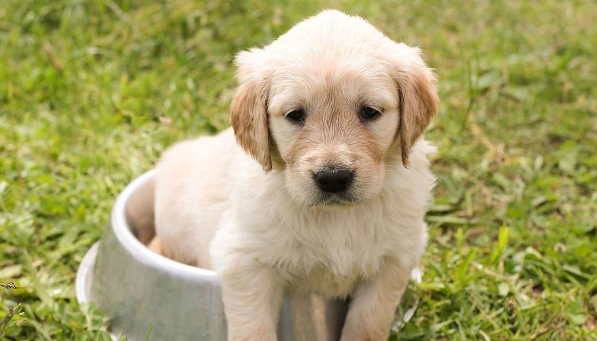 Es importante que tu perro tenga una rutina de alimentación. Imagen: Pixabay.