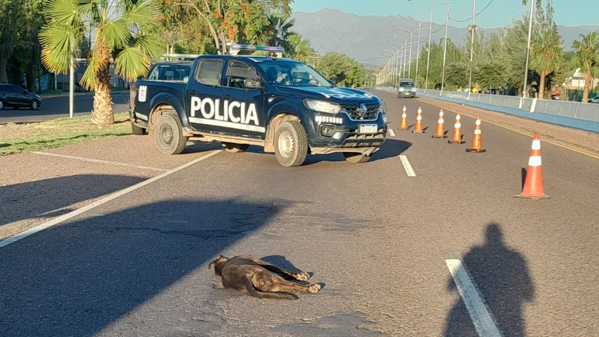 La policía quiso evitar el accidente, intentó esquivar a los perros, pero atropelló a uno, el cual murió en el lugar. La policía quiso evitar el accidente, intentó esquivar a los perros, pero atropelló a uno, el cual murió en el lugar.