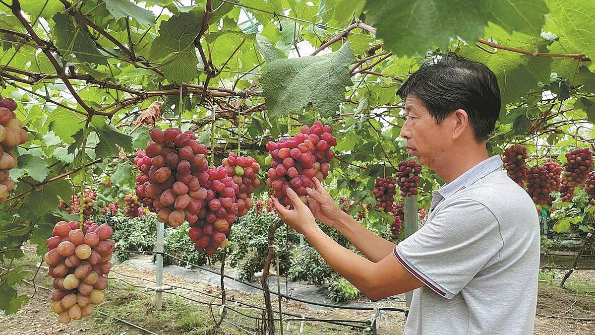 Tang Jianqin revisa las uvas en su granja ubicada en la aldea de Majiadang de la ciudad de Jiaxing