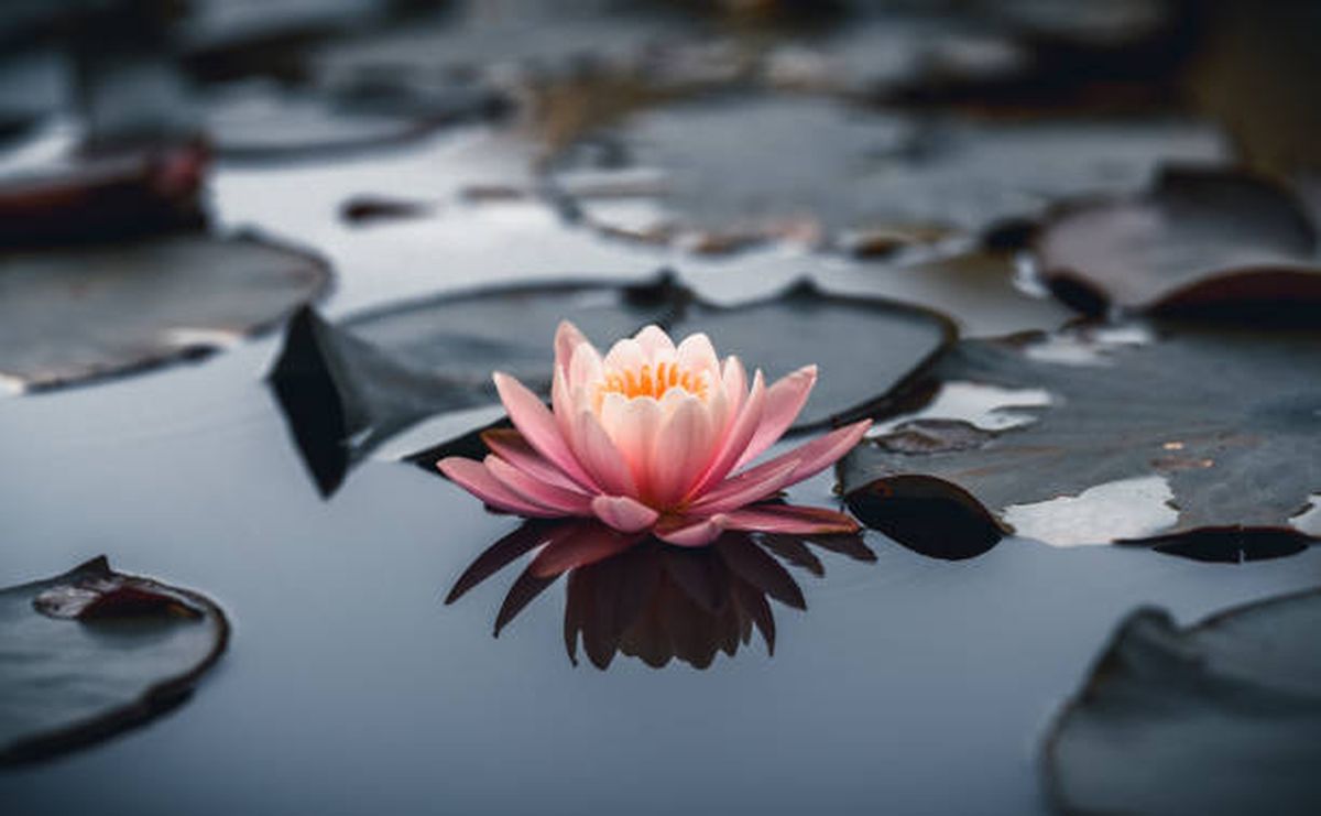 Significado espiritual de la flor de loto. Significado espiritual de la flor de loto.