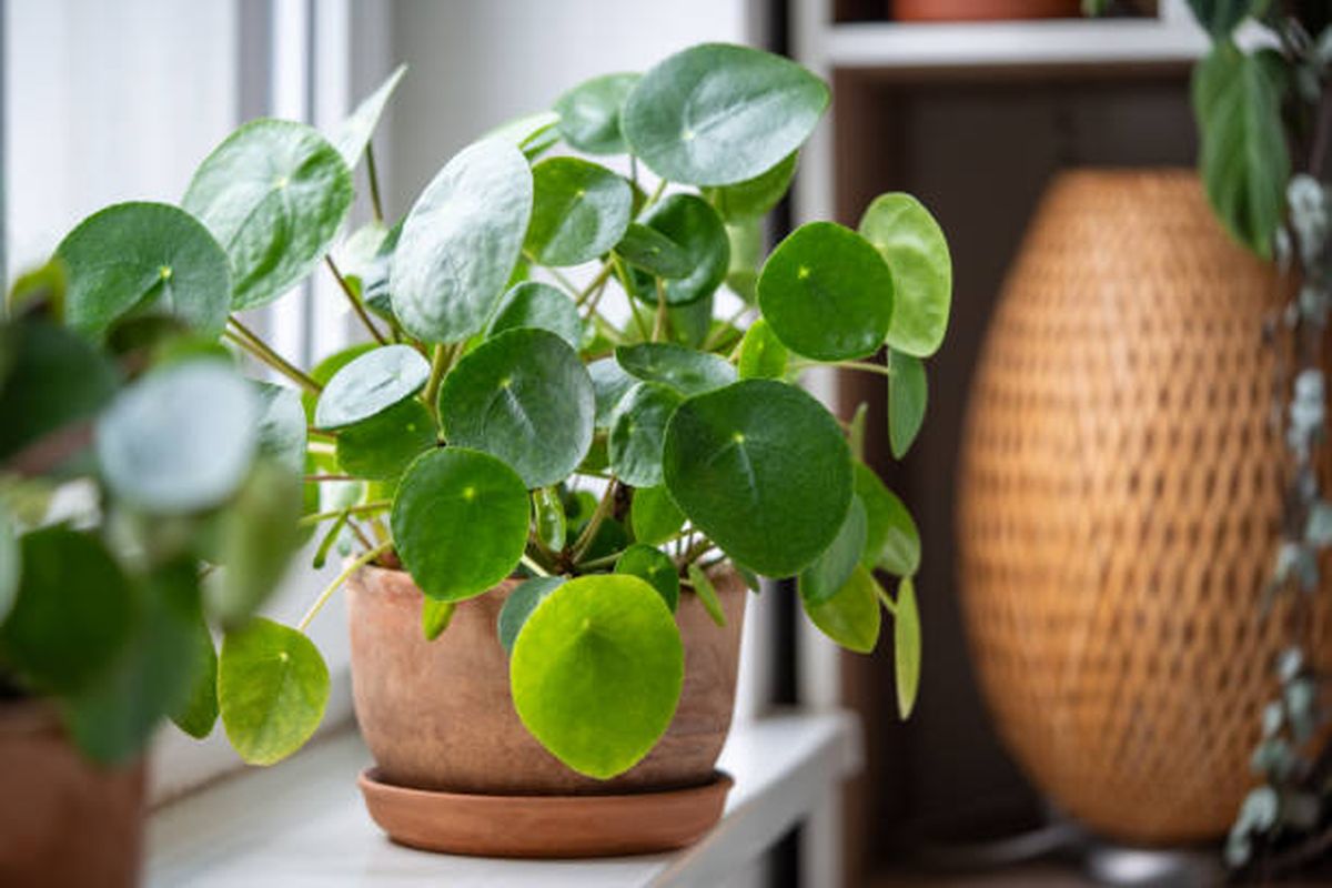 Pilea peperomioides Pilea peperomioides