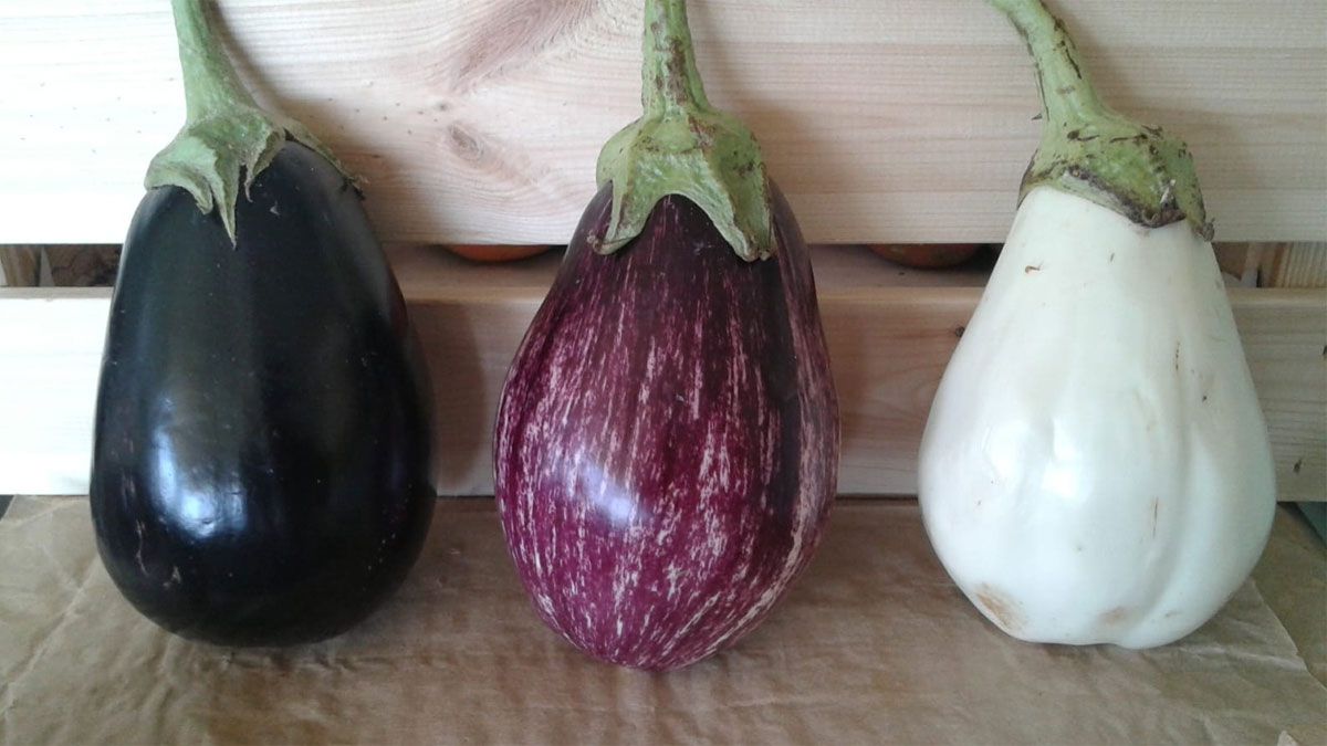 La berenjena puede aprovecharse en todas sus variedades y son muy beneficiosas para toda alimentación saludable.