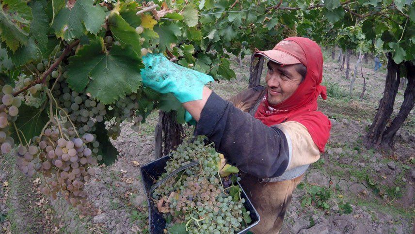 Advierten sobre la crisis vitivinícola más grave de los últimos tiempos