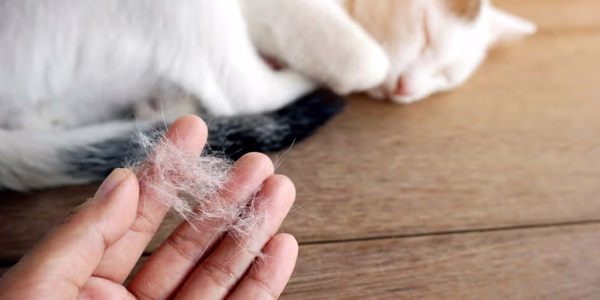La pérdida de pelo en un gato puede ocasionarse por distintos problemas de salud La pérdida de pelo en un gato puede ocasionarse por distintos problemas de salud