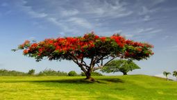 Este árbol ornamental es un verdadero encanto. Este árbol ornamental es un verdadero encanto.