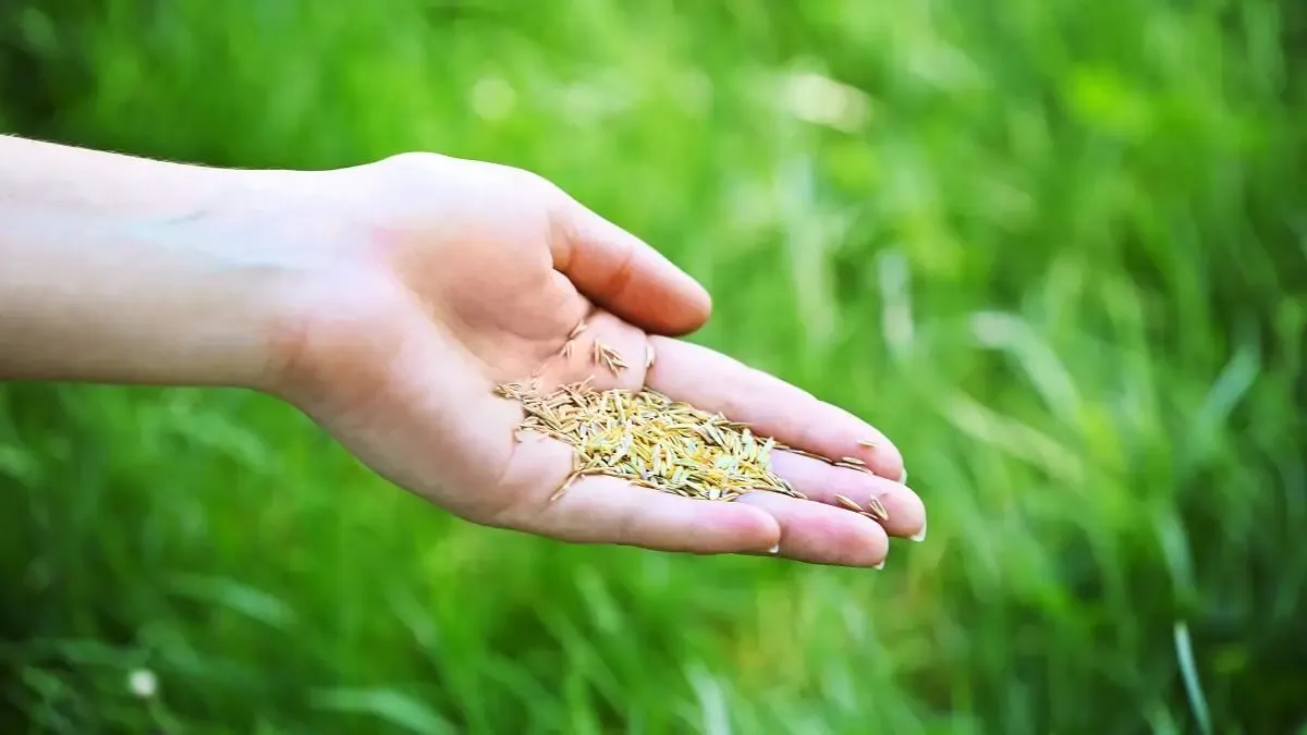 Es vital que las semillas de pasto tengan buen contacto con la tierra. Es vital que las semillas de pasto tengan buen contacto con la tierra.