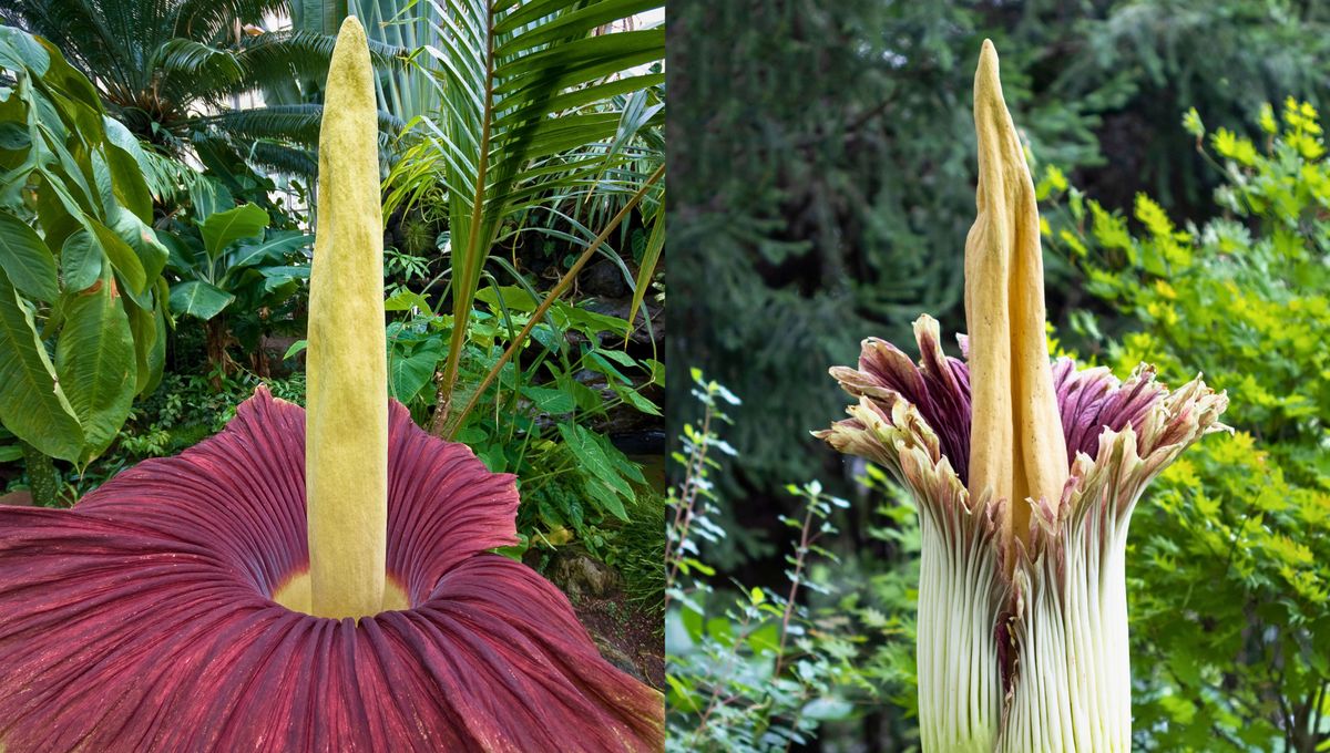 La planta más extraña