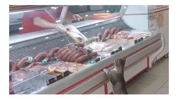 Un gato es el cliente más fiel de una carnicería