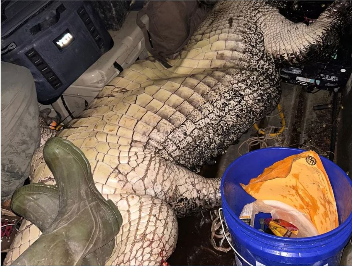 Cocodrilo gigante. Cazaron un cocodrilo del tamaño de un monstruo de película. Cocodrilo gigante. Cazaron un cocodrilo del tamaño de un monstruo de película.