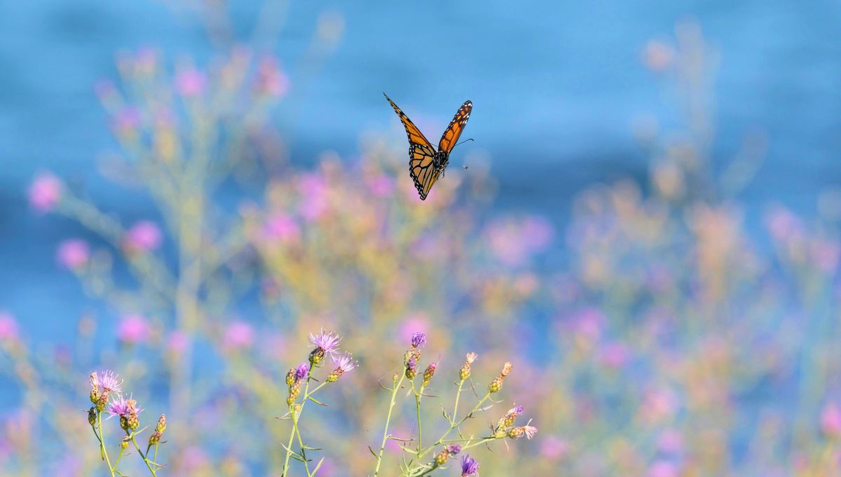 Cuando aparecen algunos animales pequeños representan significados positivos. Cuando aparecen algunos animales pequeños representan significados positivos.
