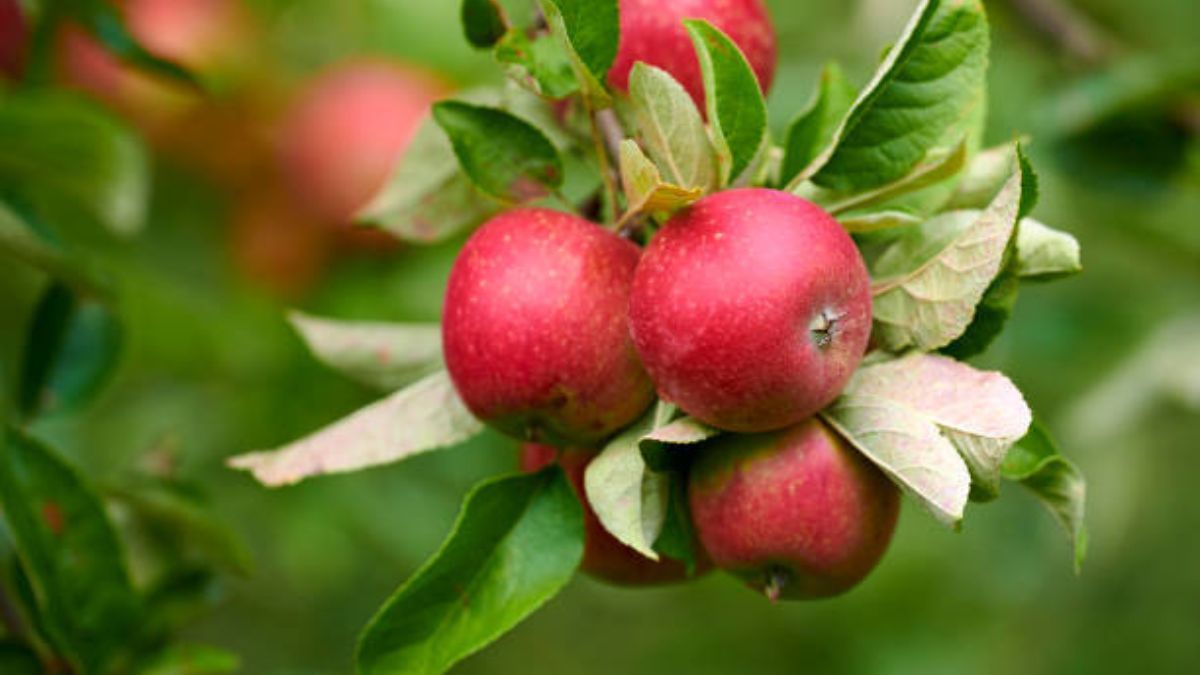 Jardinería: el truco infalible para tener un manzano en el huerto.