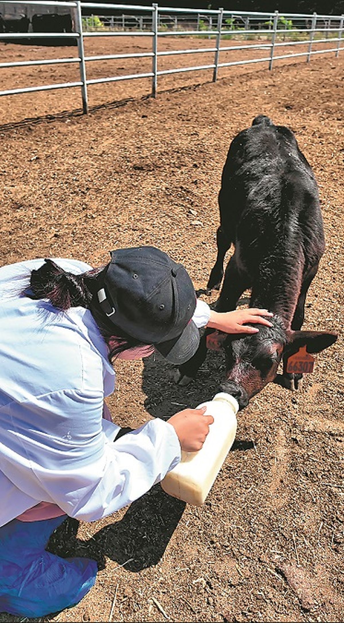 Una empleada del Grupo Ganadero Tianlai alimenta a un ternero en Bole, Xinjiang. PARA USO DE CHINA DAILY Una empleada del Grupo Ganadero Tianlai alimenta a un ternero en Bole, Xinjiang. PARA USO DE CHINA DAILY