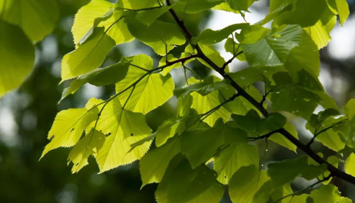 El árbol de copa amplia y flores frescas que es ideal para convertir el jardín en un paraíso perfumado
