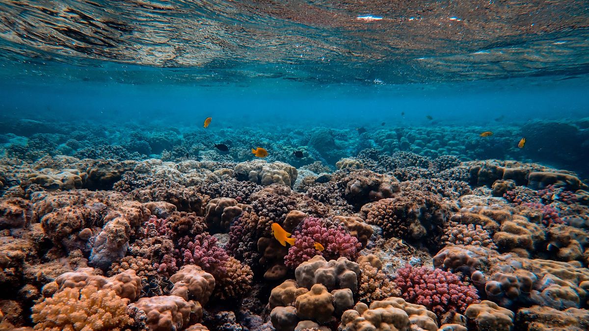 Los arrecifes de coral son fundamentales para el equilibrio del ecosistema marítimo.