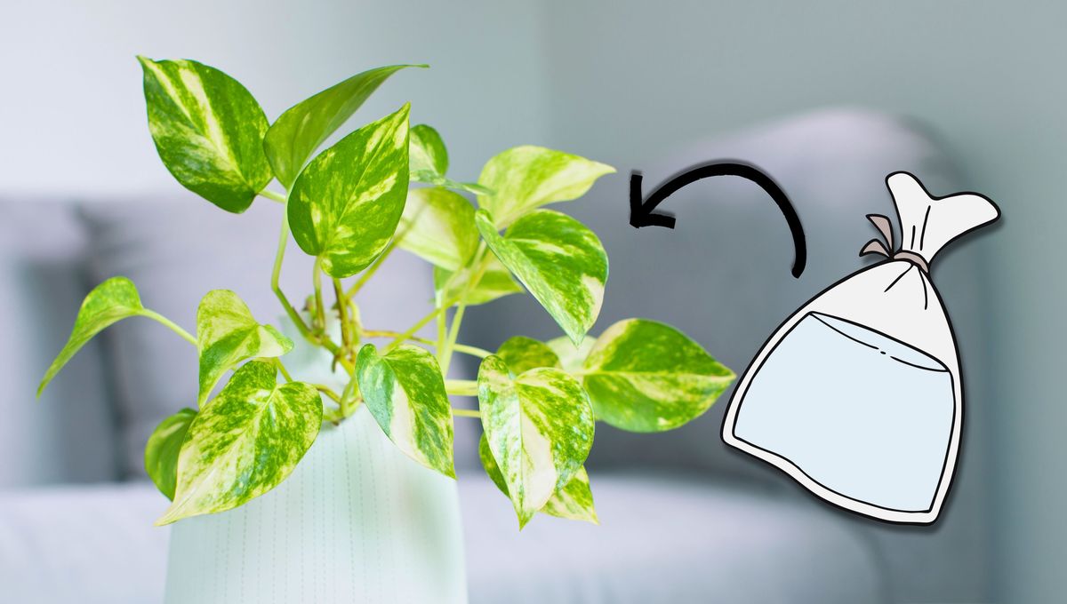 Existen muchos sistemas de riego para las distintas plantas y cultivos. Cada cual se adapta a las necesidades y preferencias de la especie. 