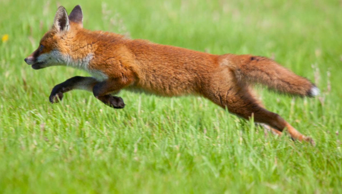 Cuando aparecen algunos animales representan significados positivos, el zorro indica adaptabilidad y acción rápida. Fuente: Canva. Cuando aparecen algunos animales representan significados positivos, el zorro indica adaptabilidad y acción rápida. Fuente: Canva.