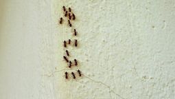 Si ves hormigas por las paredes o pisos de tu casa, te contamos qué significa y por qué es bueno Si ves hormigas por las paredes o pisos de tu casa, te contamos qué significa y por qué es bueno