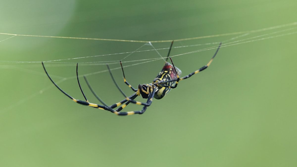 La araña Joro ya está generando pánico en la costa este de Estados Unidos.&nbsp;