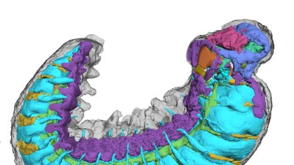 Descubrimiento de restos fósiles de 500 millones de años dejó boquiabiertos a los científicos Descubrimiento de restos fósiles de 500 millones de años dejó boquiabiertos a los científicos